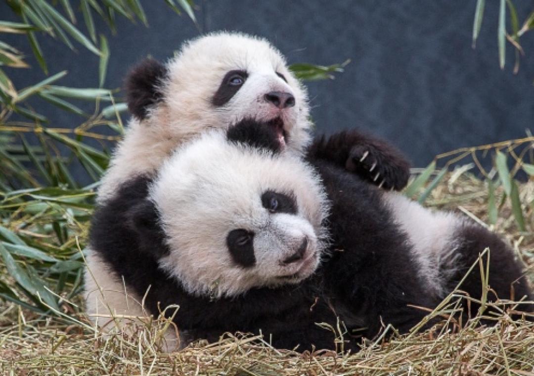 加盼盼和加悦悦-多伦多动物园大熊猫